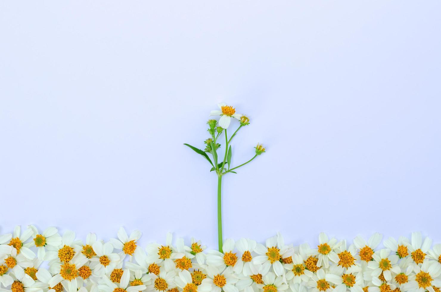 Spanish needles or Bidens alba flowers with its tree and leaves on white papar background. photo