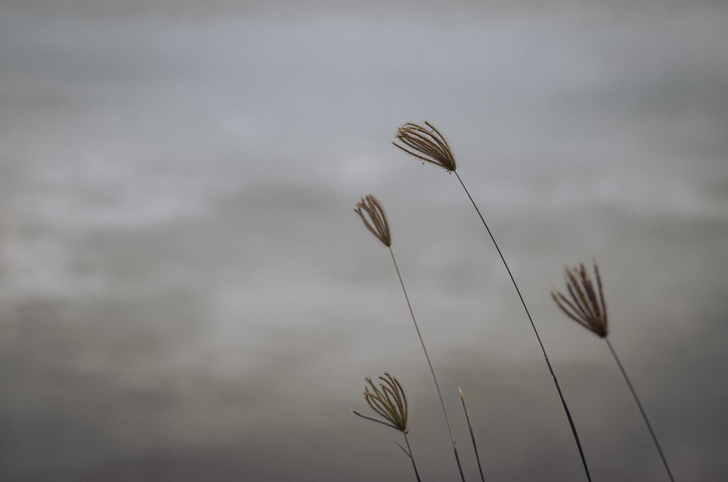 árboles de hierba moviéndose del viento con fondo borroso foto