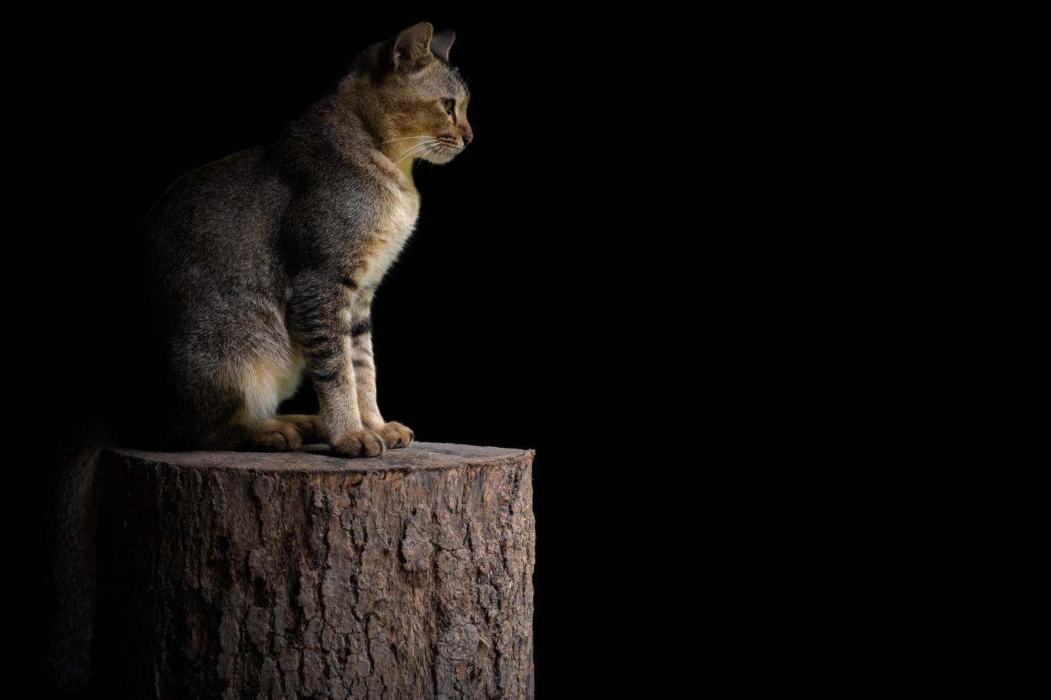 Adorable domestic cat sits on timber with shining light isolated on black background with space for text. photo