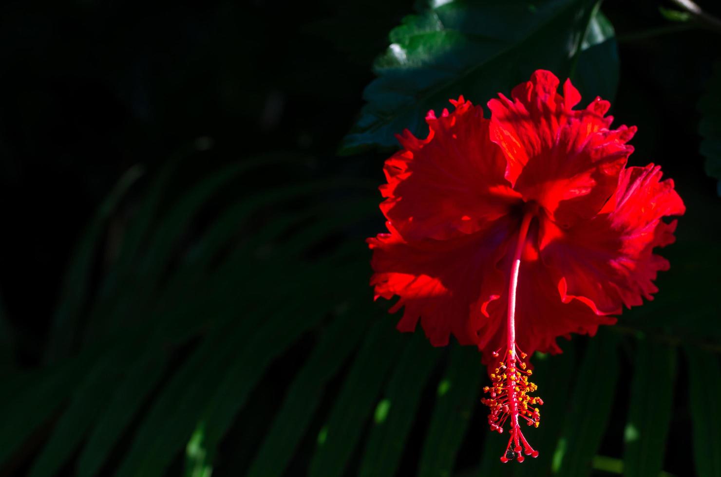 Red Hibiscus flowers with pollen on dark green leaves background photo