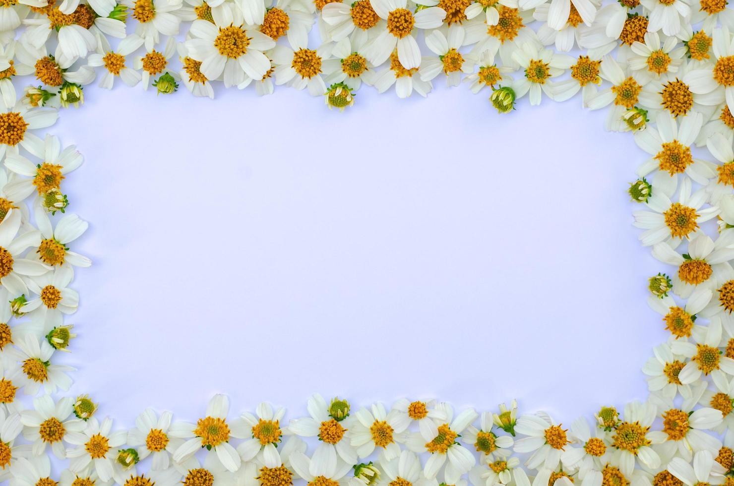 Spanish needles or Bidens alba flowers set as frame on white paper background. photo