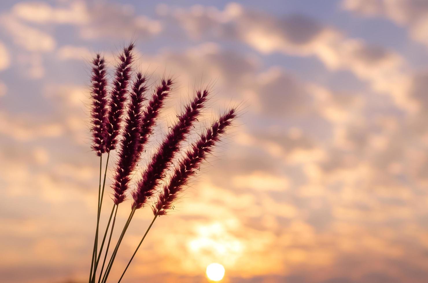 Pink flowers of feather pennisetum or mission grass with dawn sky and clouds background. photo