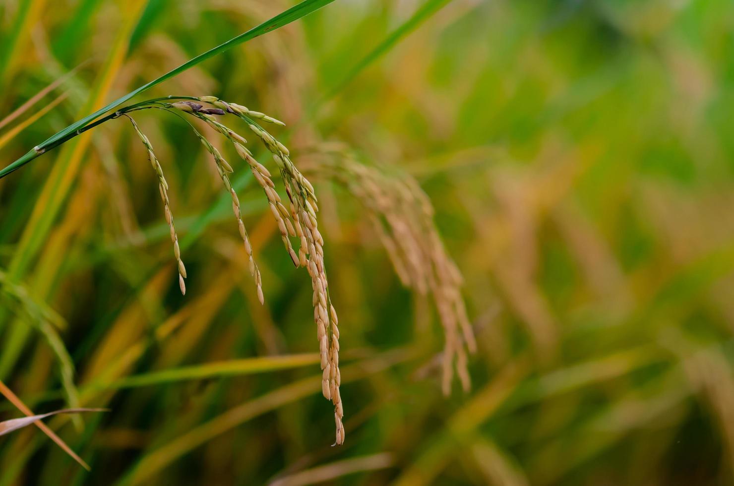 Yellow ripe rice seed with green and dry leaves at rice field in the north of Thailand. photo