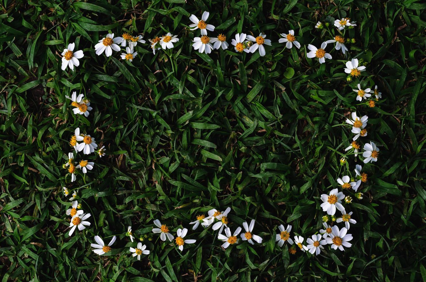 Spanish needles or Bidens alba flowers set as frame on green grass background. photo