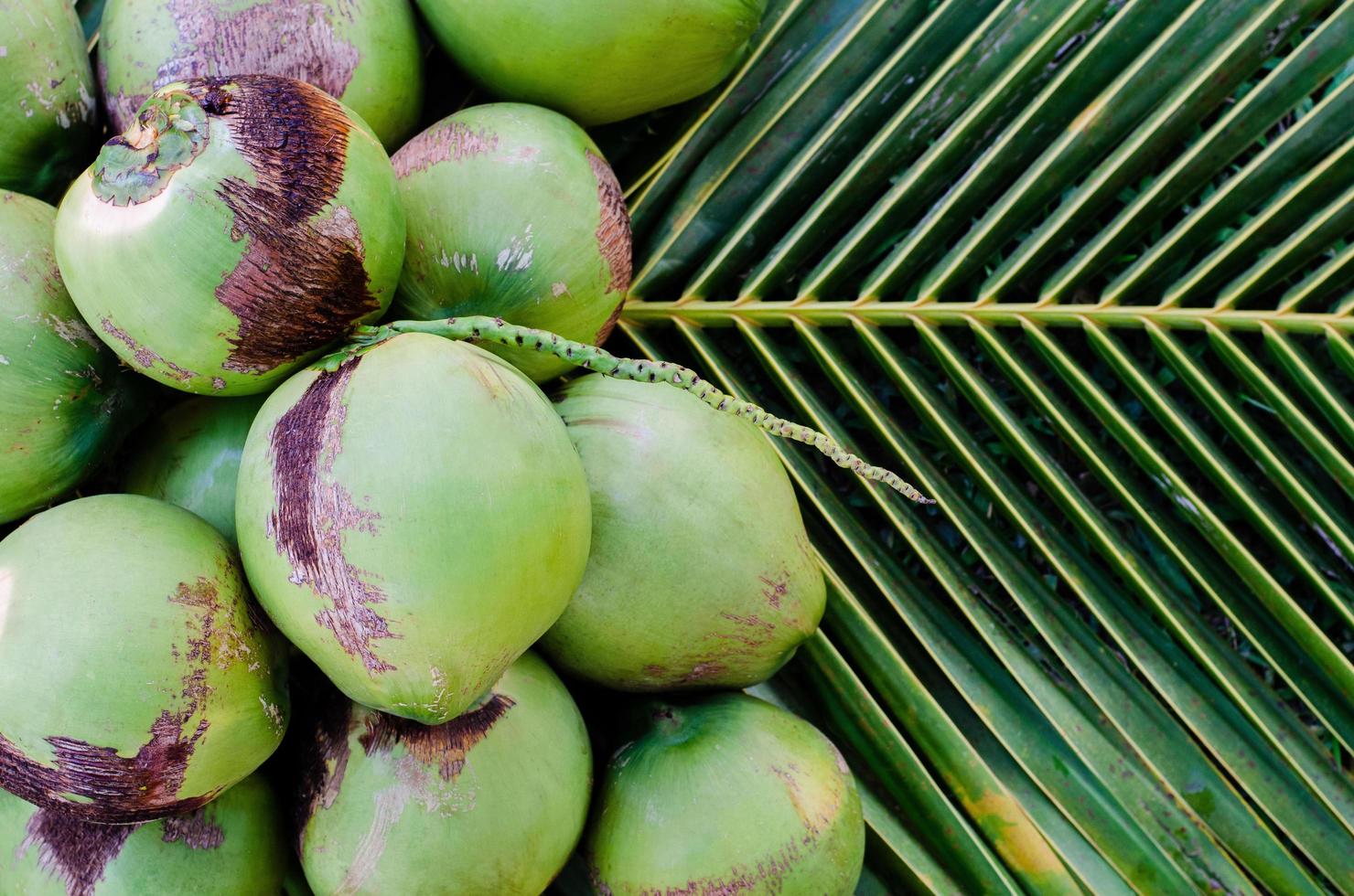 frutas de coco tailandesas dulces frescas jóvenes con carne blanca puestas en sus hojas verdes para el concepto de fruta de verano. foto
