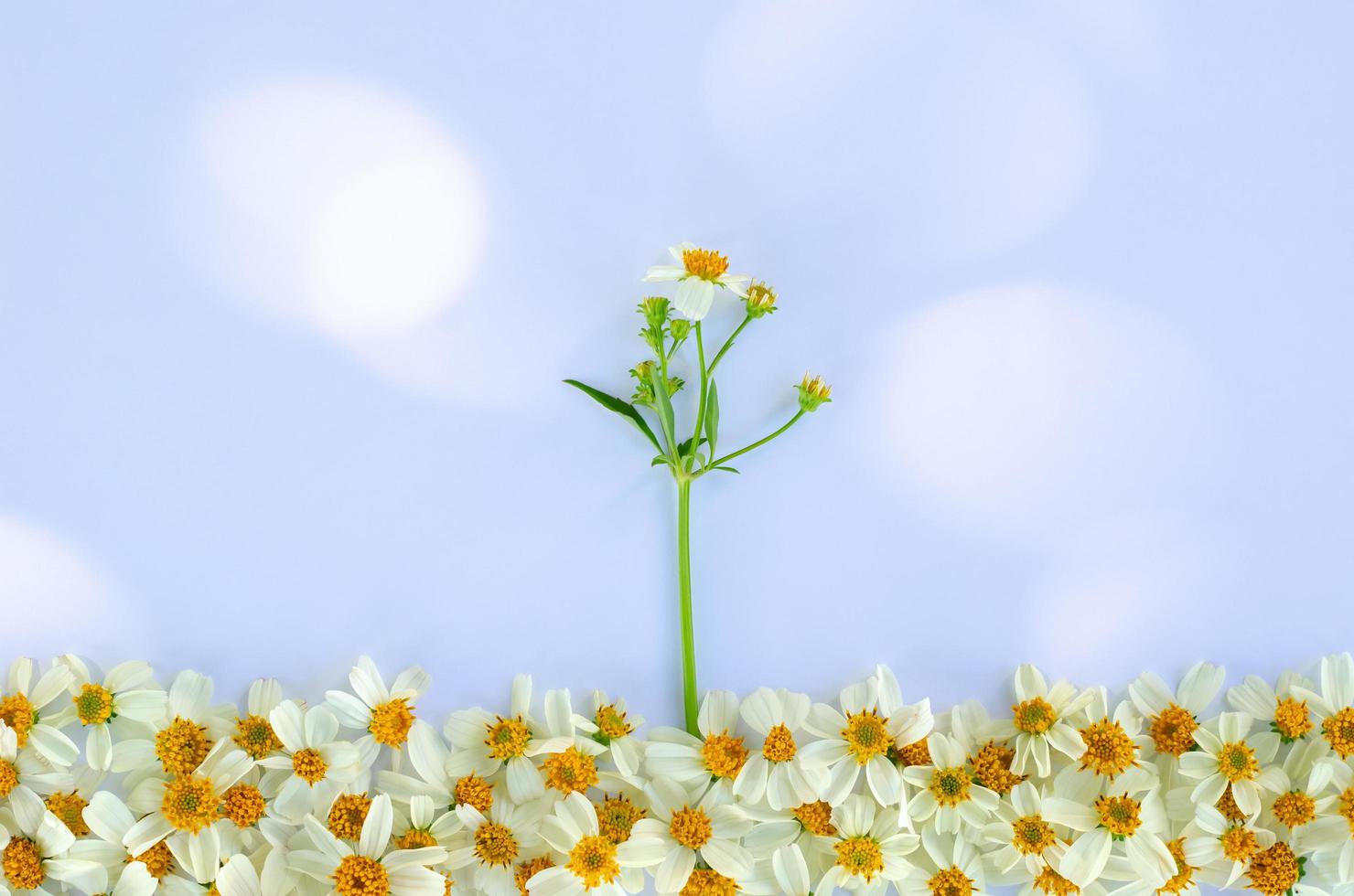Spanish needles or Bidens alba flowers with sun light shining on white papar background. photo