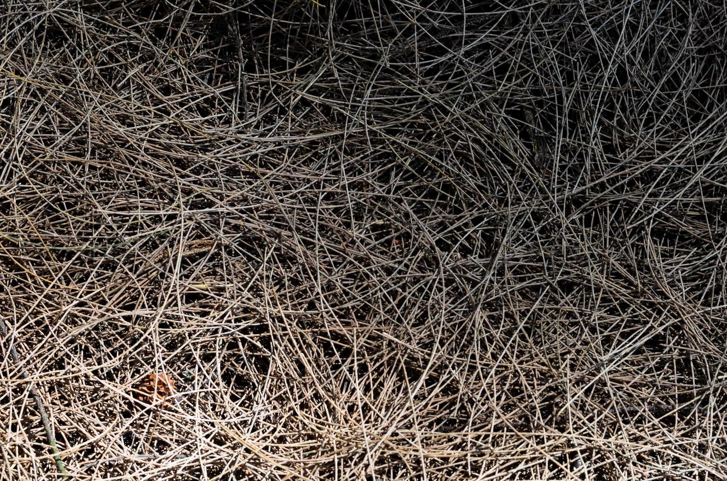 Background and texture of dry Australian pine tree leaves. photo