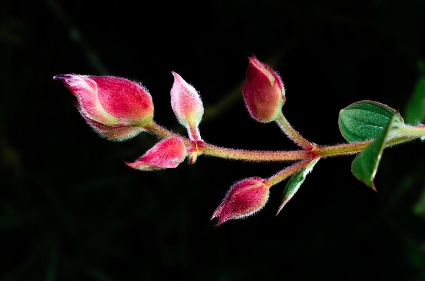 The bud of Glory bush or Princess flower isolated on dark green background with space for text. photo