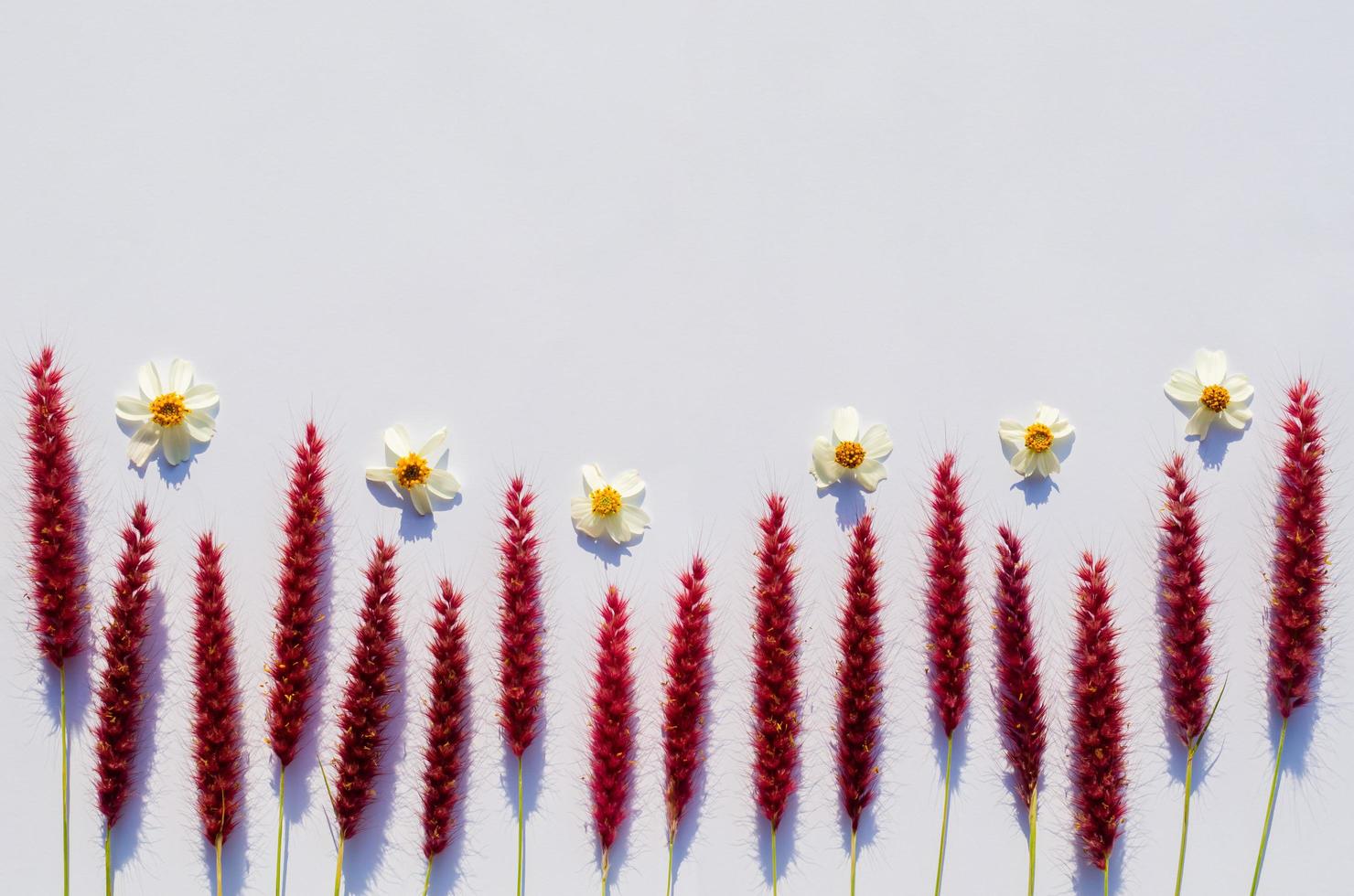 Pink flowers of feather pennisetum or mission grass and Spanish needles or Bidens alba flowers with shadow from sun light on white paper background. photo