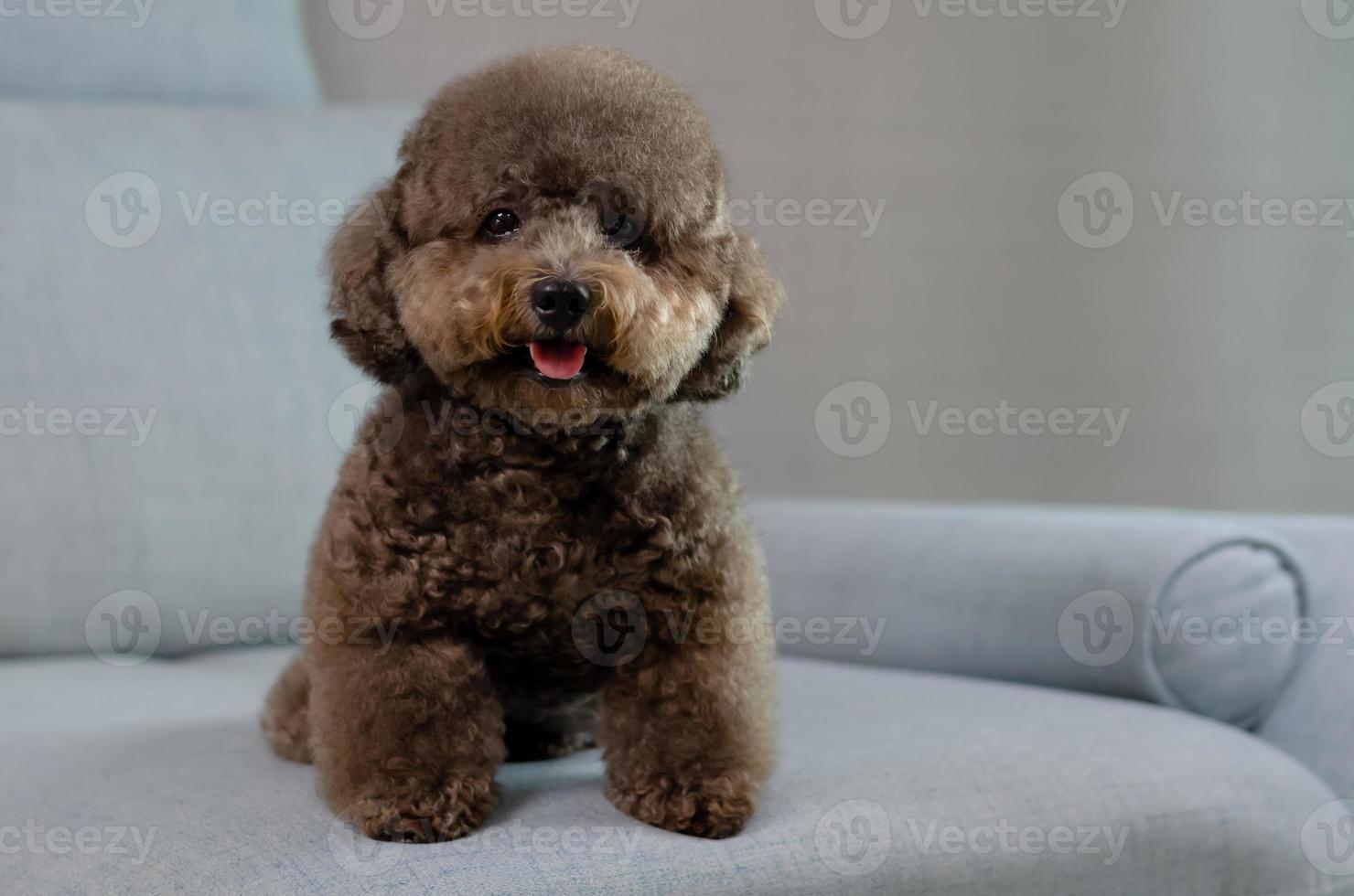 Adorable smiling black Poodle dog sitting and relaxing alone on blue couch photo