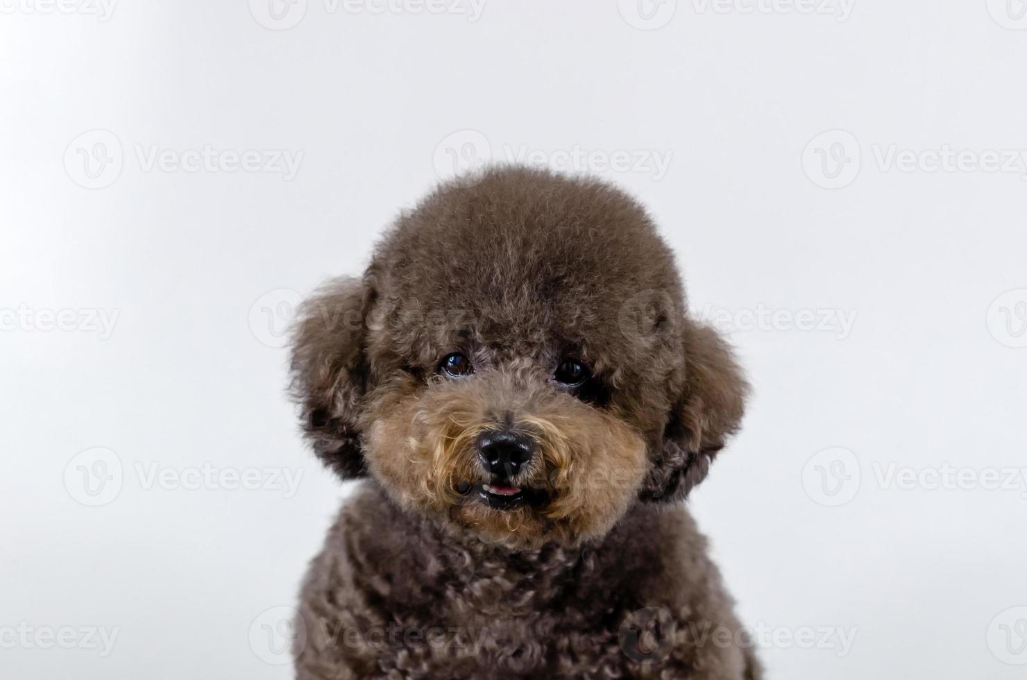 Adorable black Poodle dog smiling with happy face photo