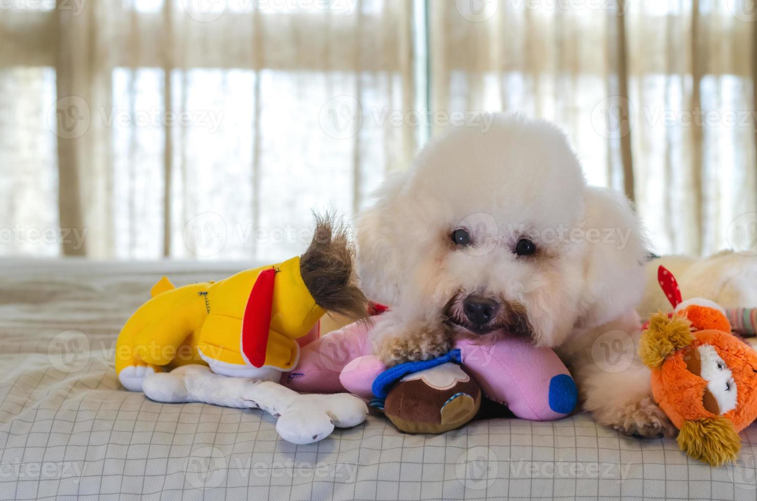 Adorable smiling and happy white Poodle dog sitting on bed with toys. photo