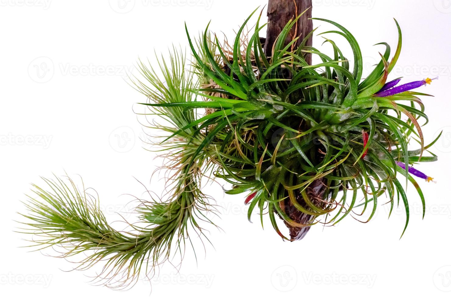 Tillandsia or Air plant which is grows without soil blooming with colorfulf flowers attached at the wood on white background. photo