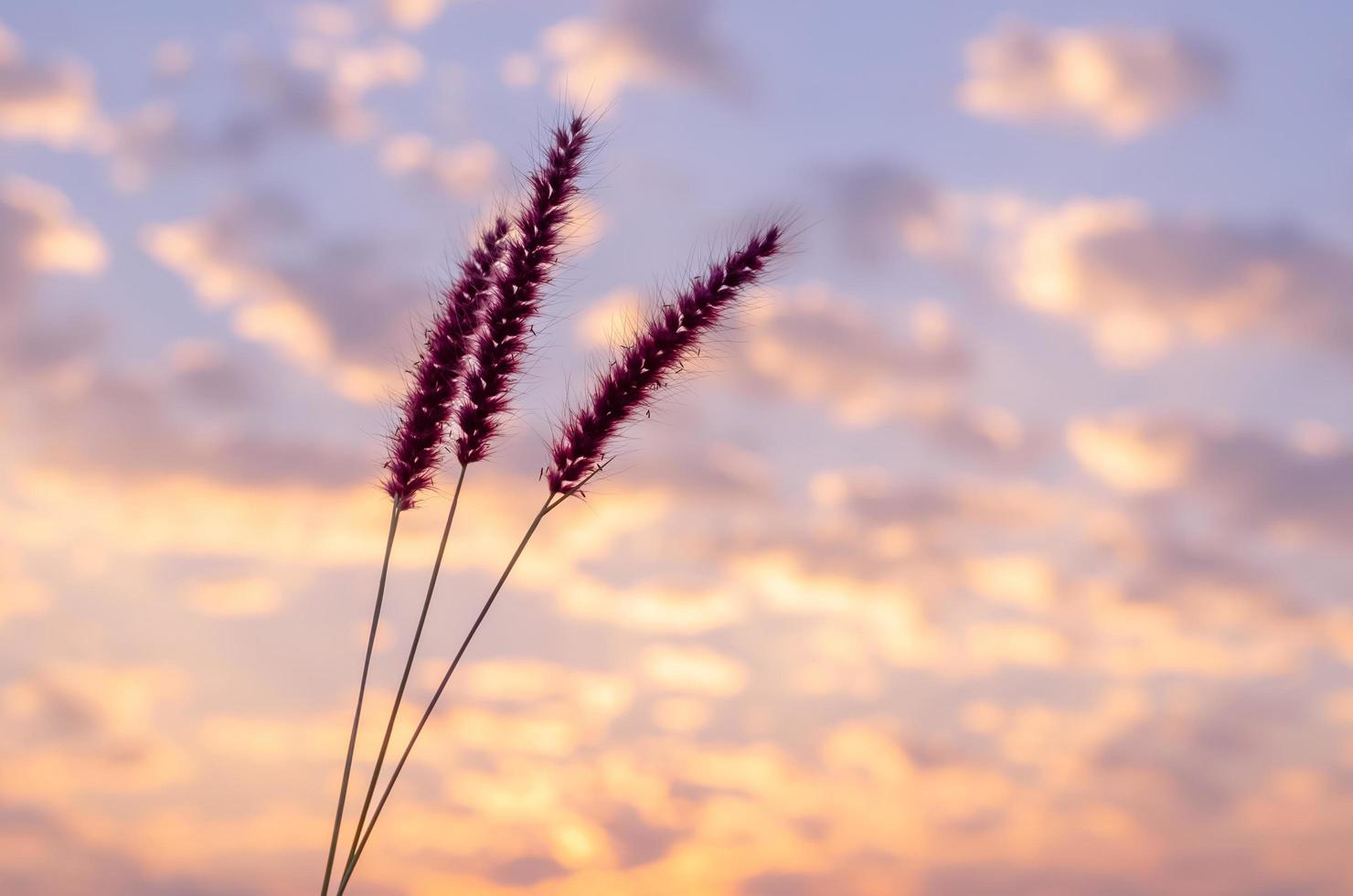 flores rosadas de pennisetum de plumas o hierba de misión con cielo de amanecer y fondo de nubes. foto