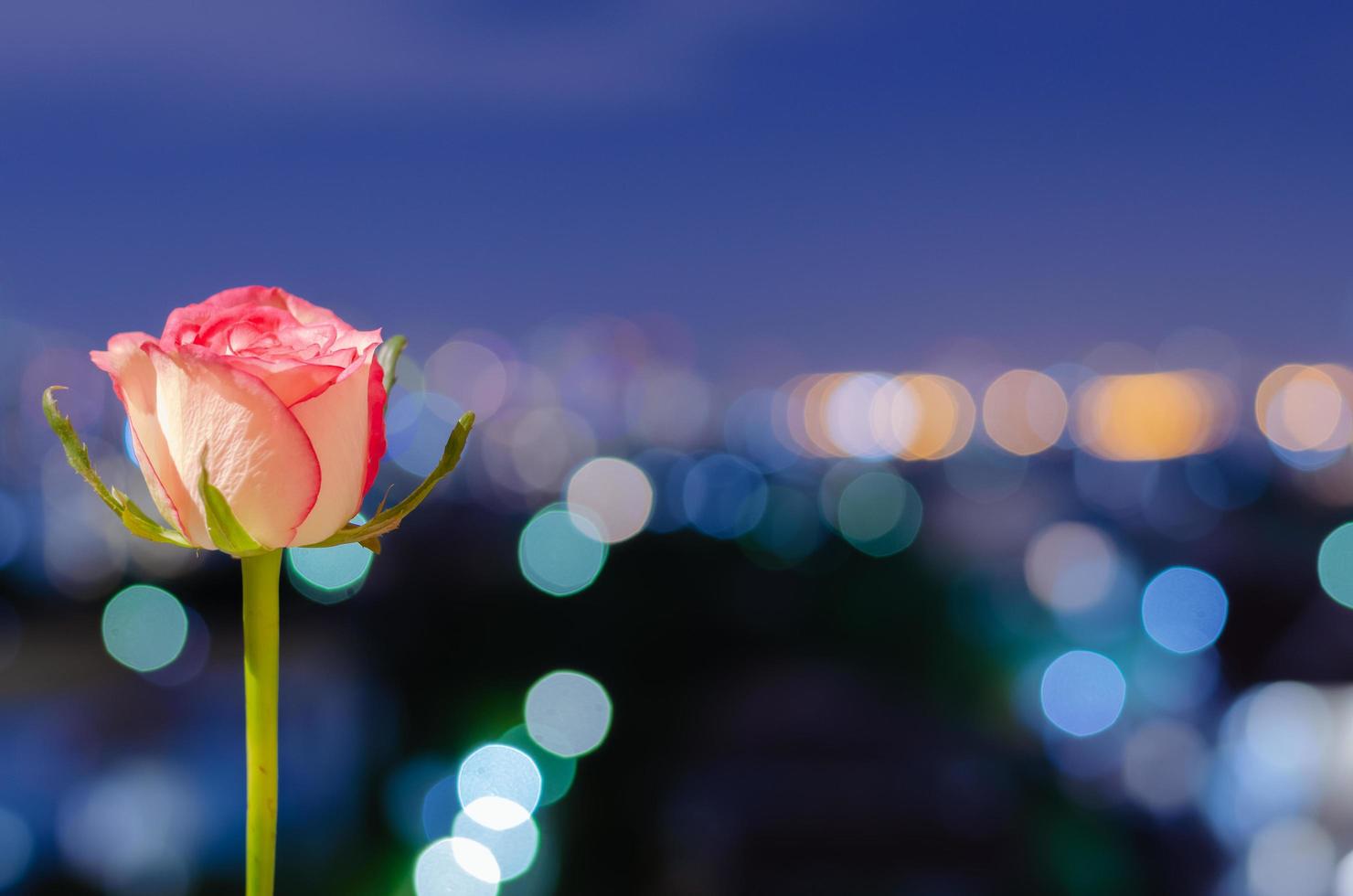 Blooming pink rose on colorful bokeh night lights background. photo
