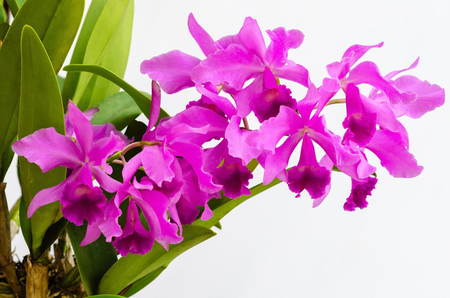 enfoque y difuminado de la orquídea de cattleya de color rosa y púrpura en  flor sobre fondo blanco. 9333838 Foto de stock en Vecteezy