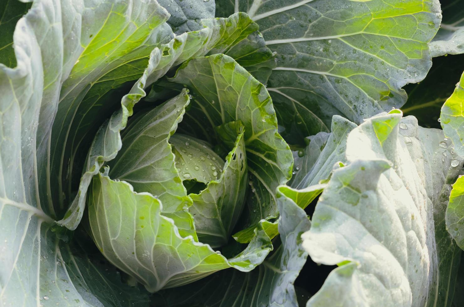 Organic green cabbage vegetable in garden. photo