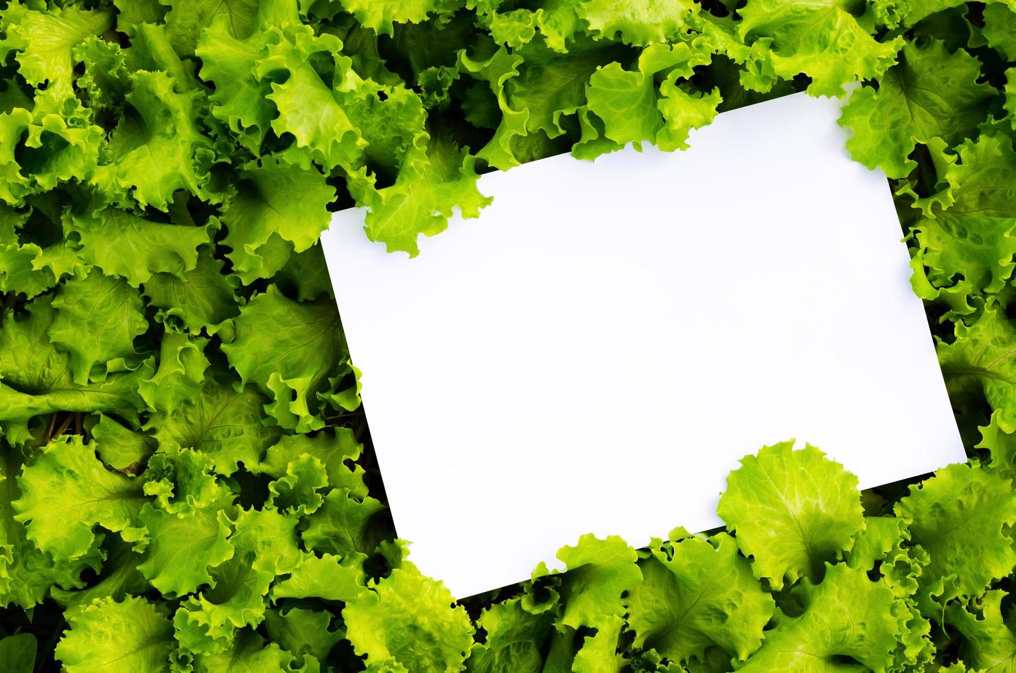 Fresh organic lettuce vegetables from garden with blank white paper with space for text. photo