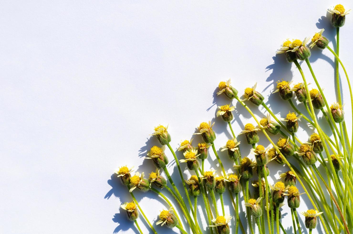botones de abrigo o flores de margarita tridax con sombra de la luz del sol sobre fondo de papel blanco. foto