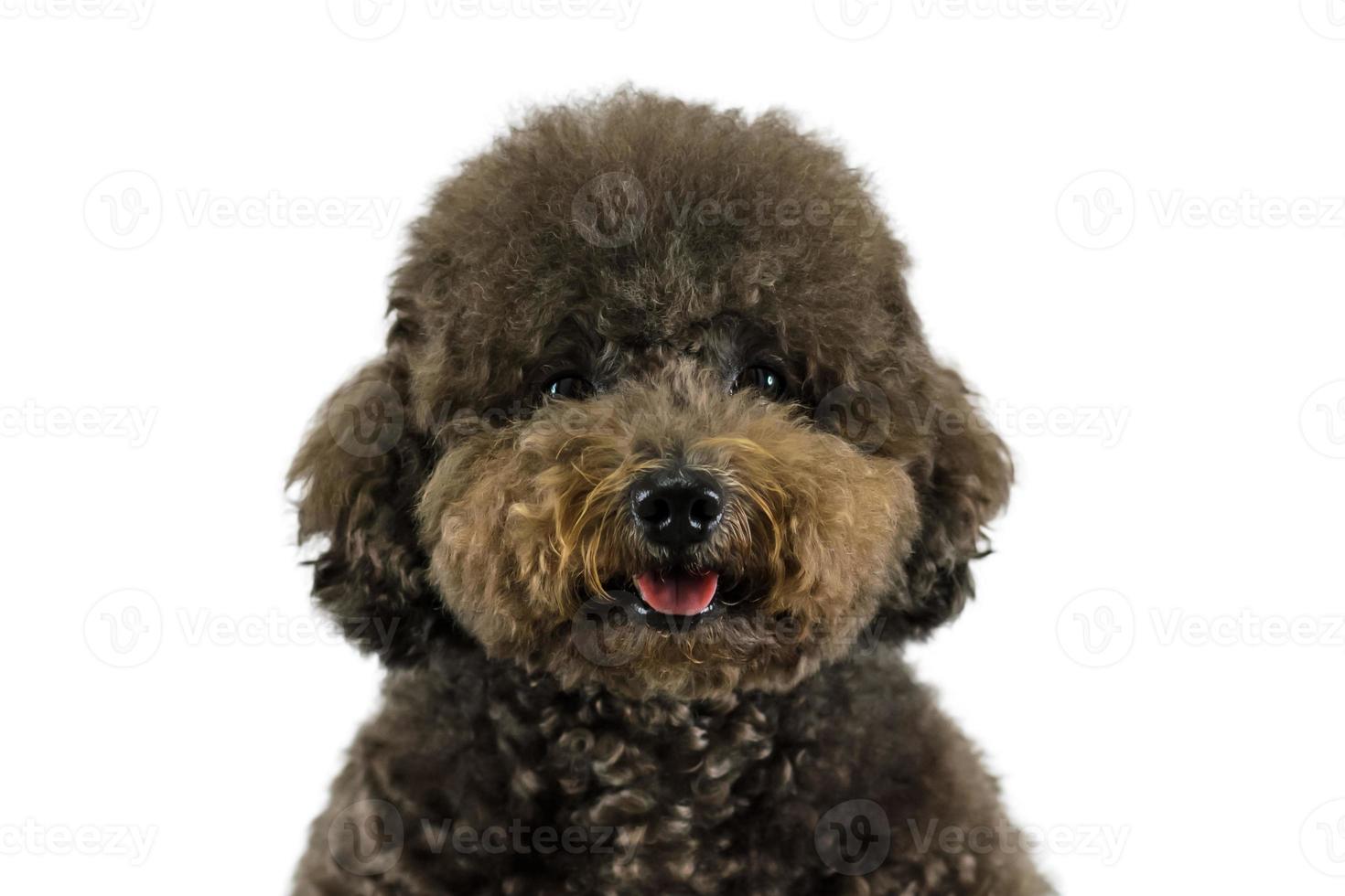 Adorable black Poodle dog smiling with happy face on white color background. photo