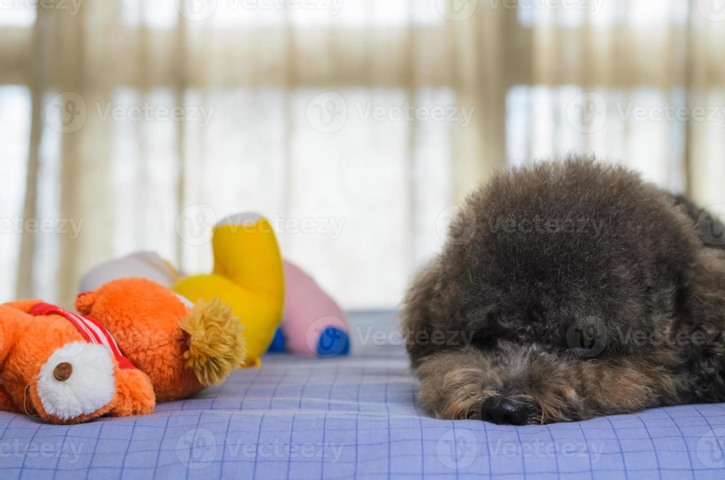 Adorable black Poodle dog sleeping after playing with many toys on bed. photo