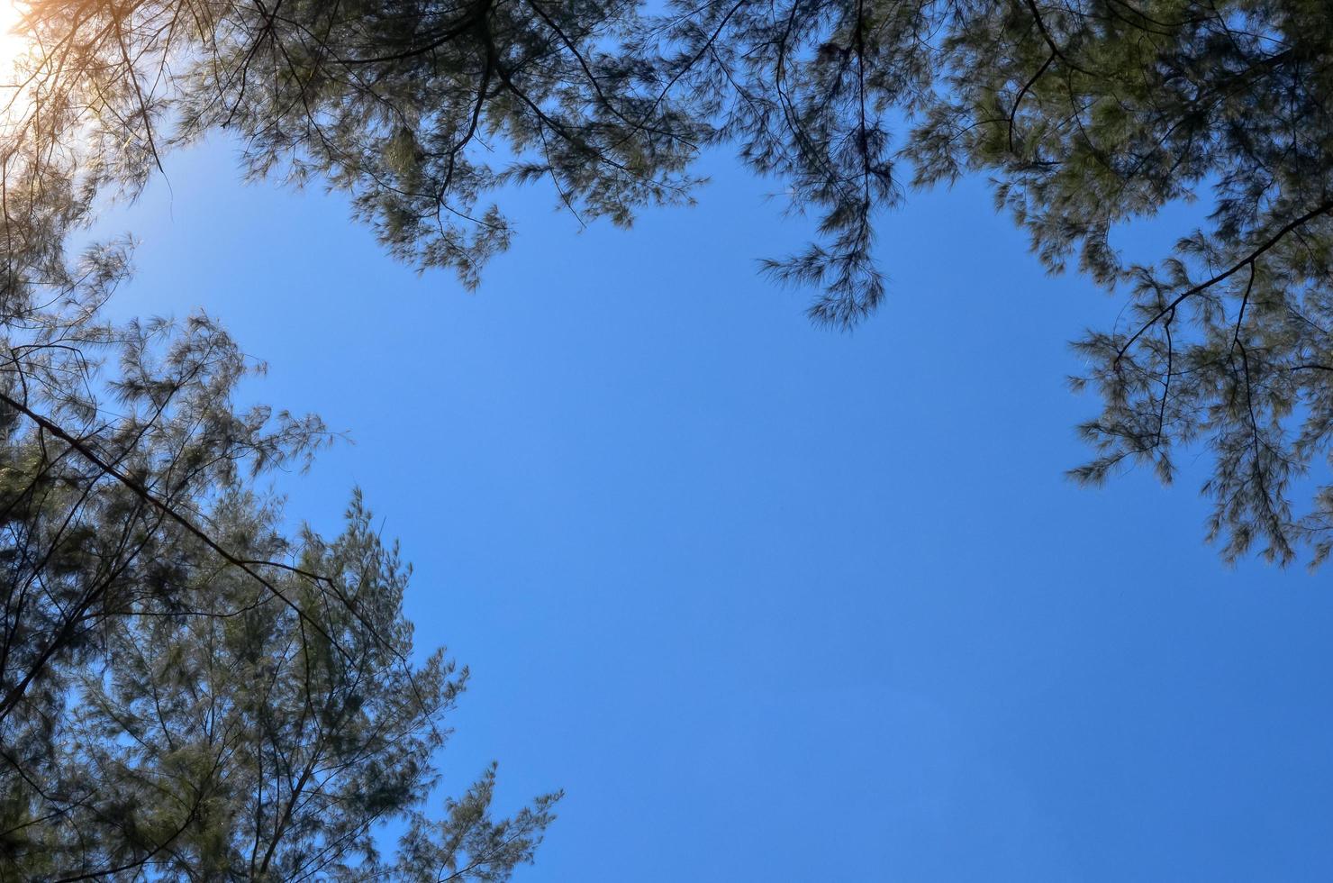 Australian pine tree with bright clear blue sky. photo