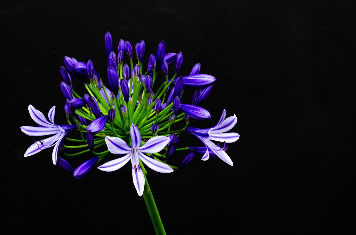 hermoso lirio africano de color azul y púrpura que florece en un fondo oscuro con espacio para texto. foto