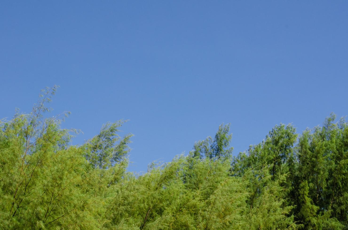 Australian pine tree with bright clear blue sky. photo