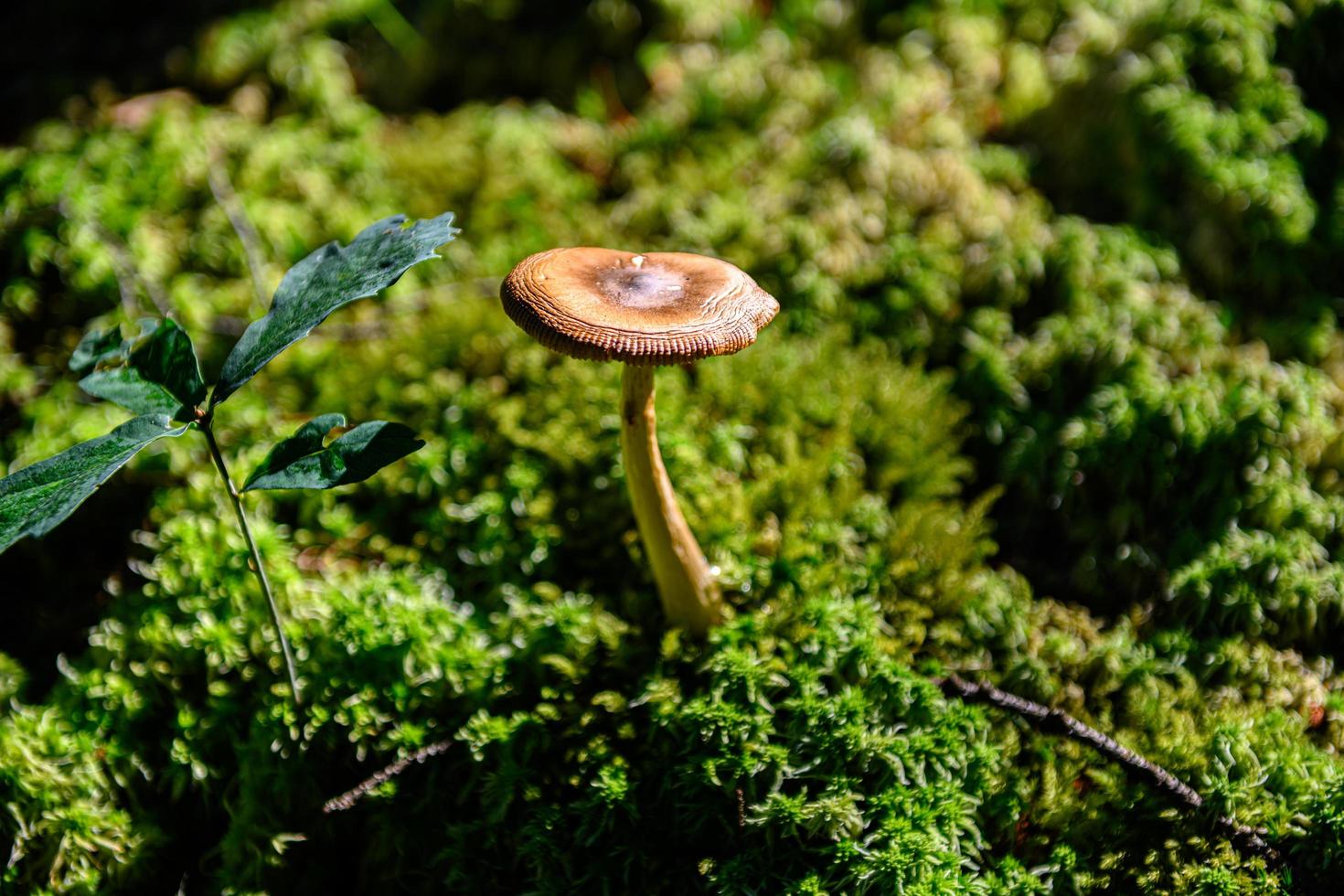 Mushroom in the forest photo