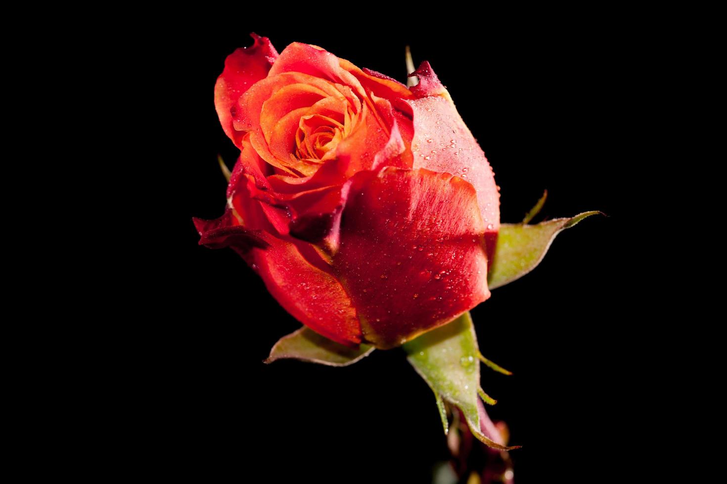 Colourful flower stock photo