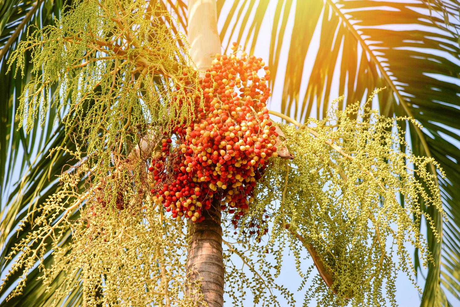 Date palm fruit - Sealing wax palm on the tree in the garden photo