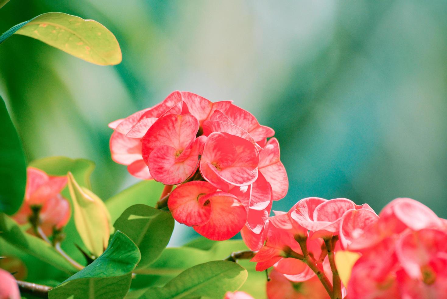 corona de espinas cristo espina flor roja floreciendo en el jardín - euphorbia milli desmoul foto