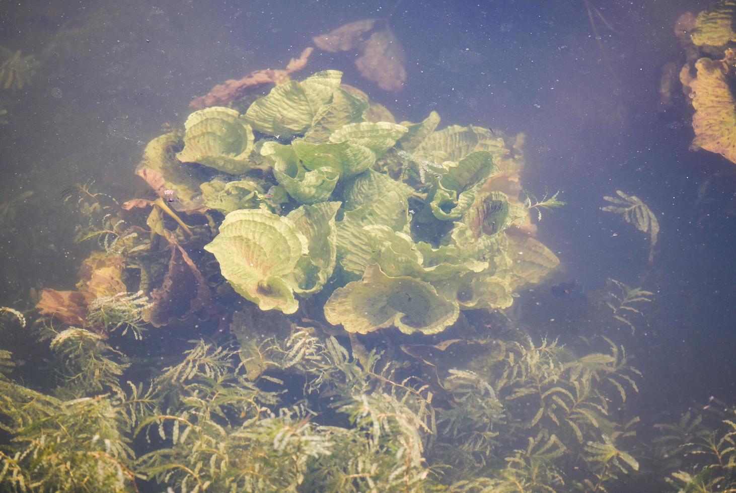 Fresh water weeds underwater Plants water lettuce in the nature lake river photo