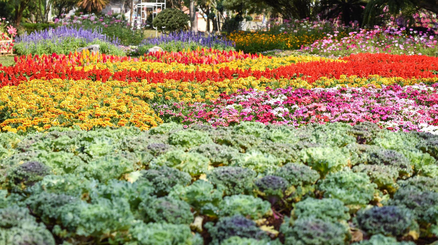 Summer garden colorful plant and flower blooming decorate park flowers spring photo