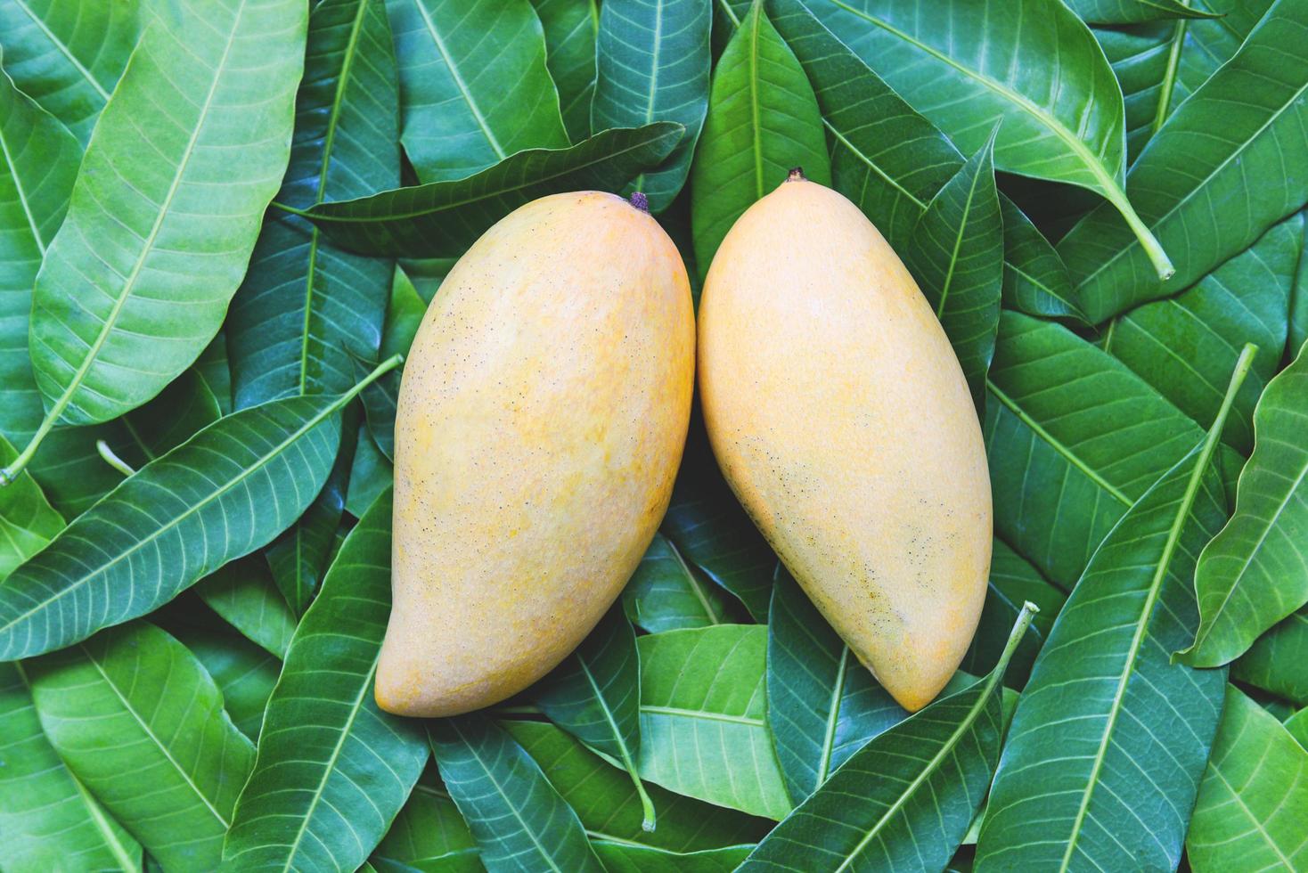 Mango fresh on mango leaves from tree tropical summer fruit concept - Sweet ripe mangos yellow photo