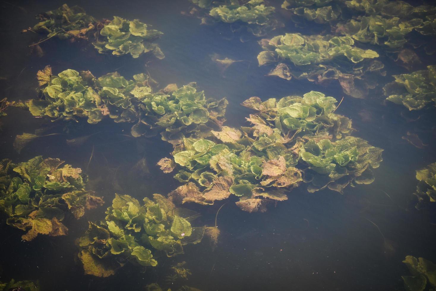 Fresh water weeds underwater Plants water lettuce in the nature lake river photo