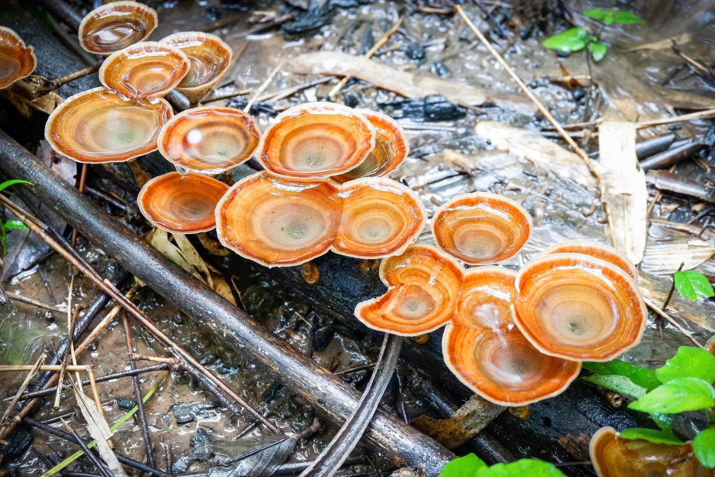 lingzhi mushroom herbal medicine growing on nature forest in the local asia reishi mushroom photo