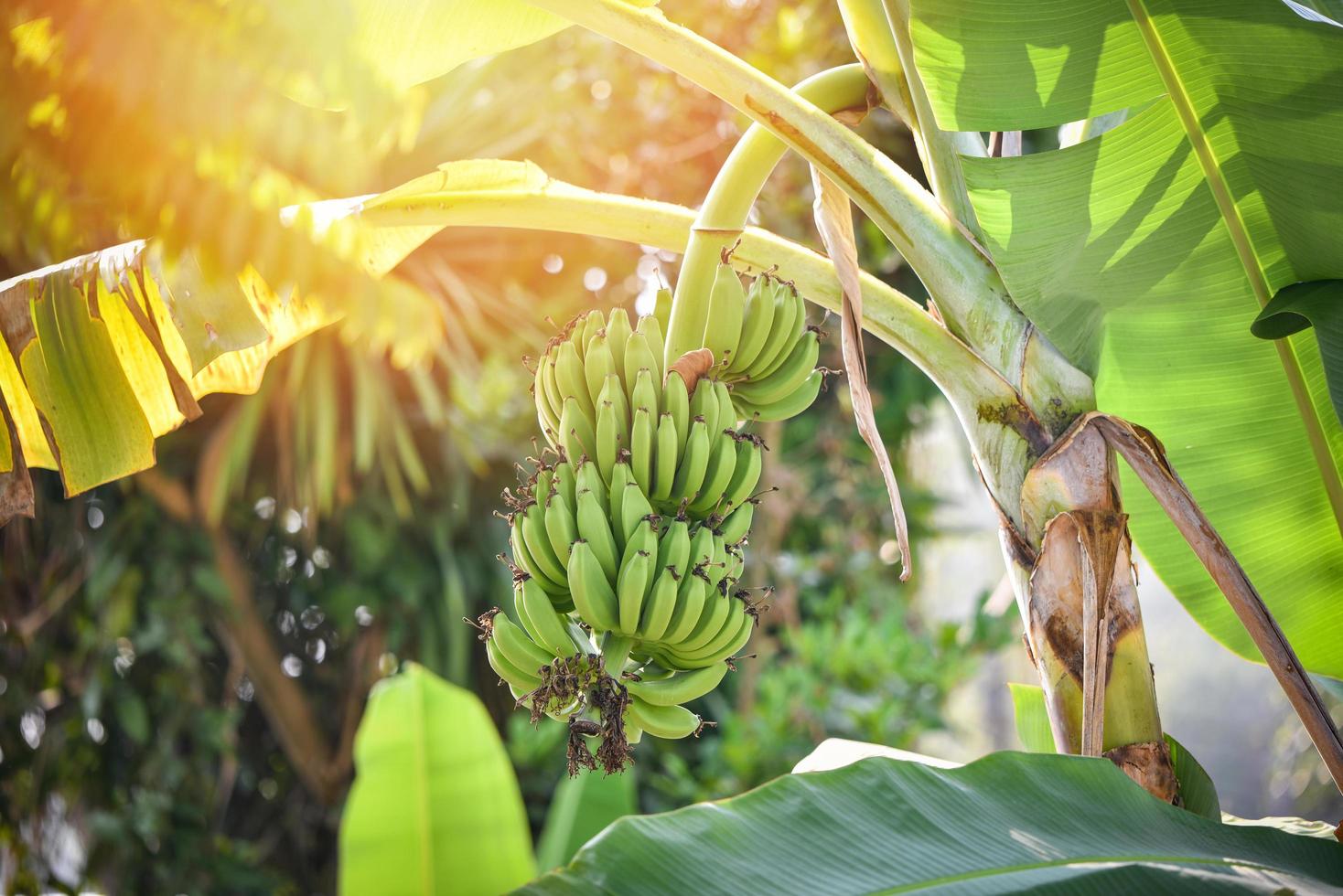 Green banana on tree in the orchard garden tropical fruit photo