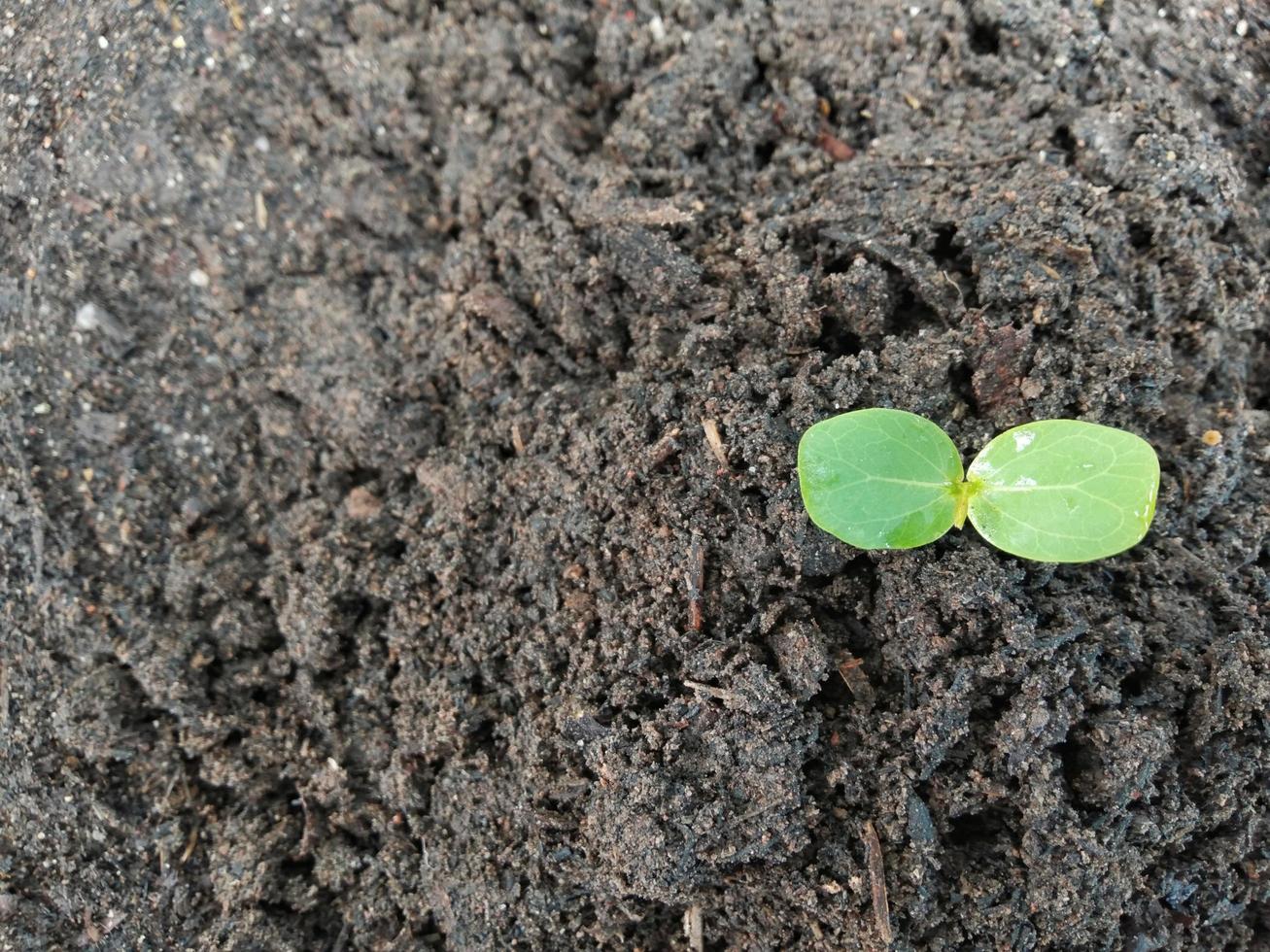 A green seedling planted on black soil, giving the idea of planting trees to reduce global warming and ecosystems. photo