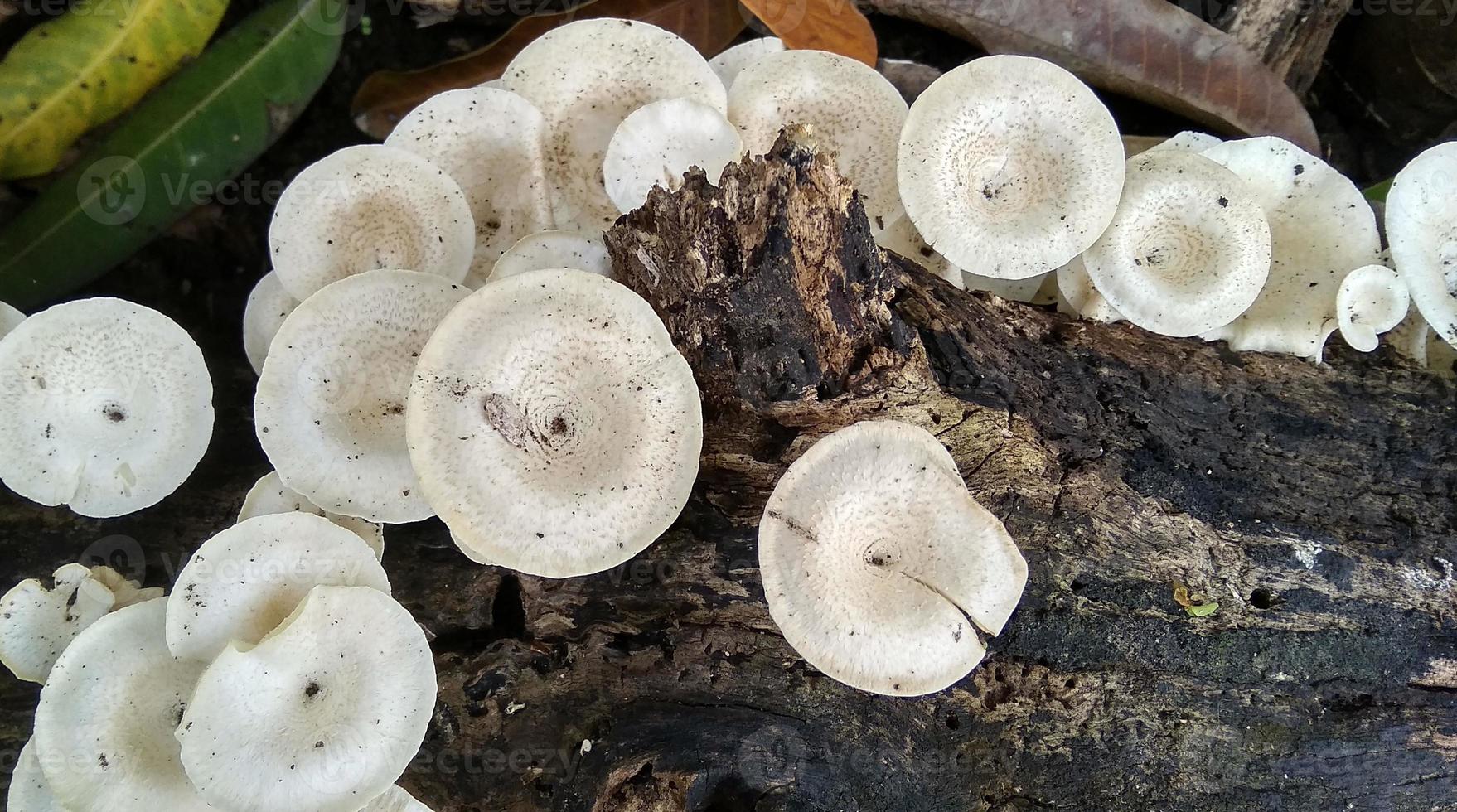Beautiful wild white Lentinus tigrinus mushroom grows on the rotten log in the rainy season. Suitable for science, agriculture, magazine, advertising, poster, etc. photo