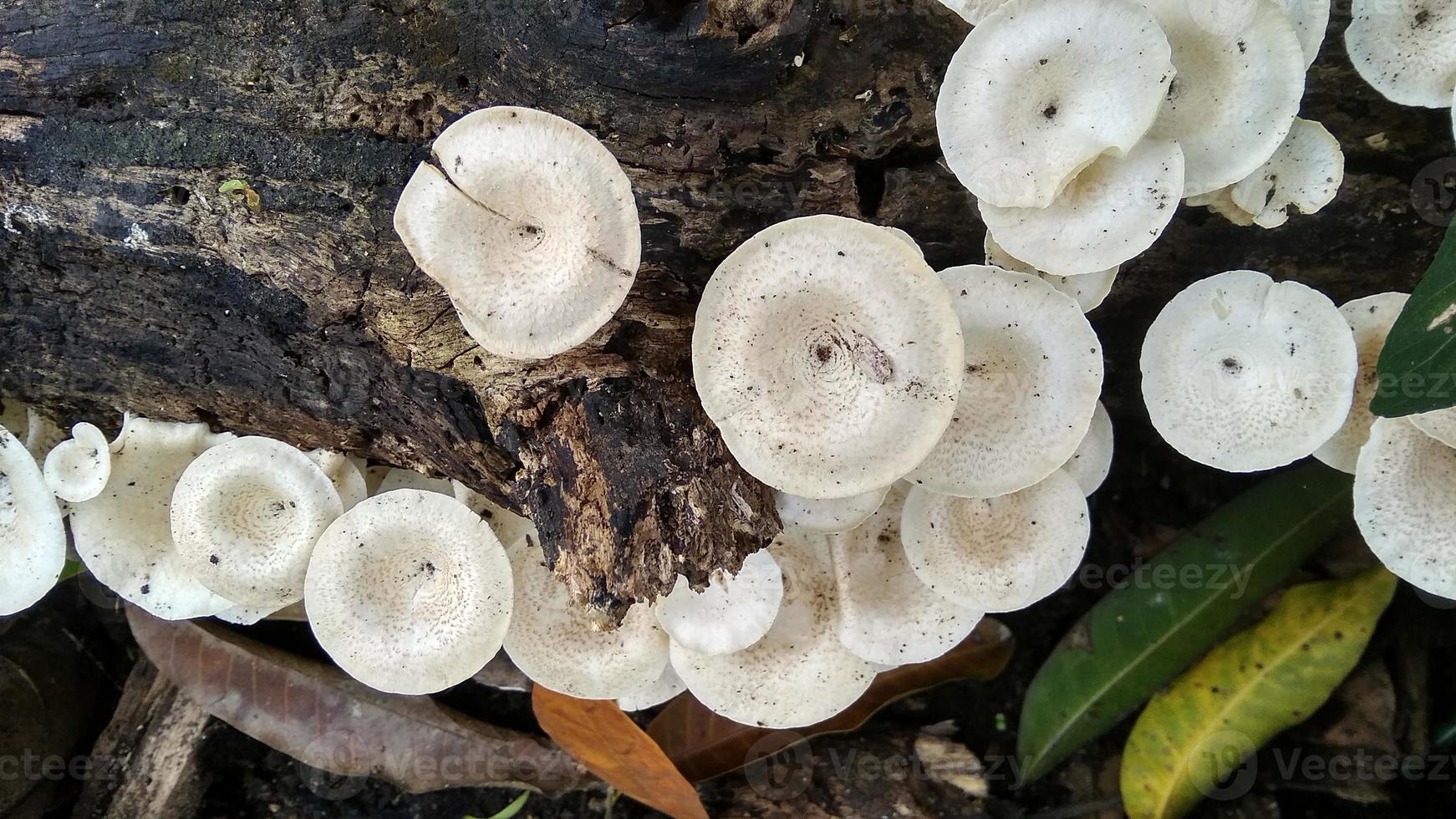 Beautiful wild white Lentinus tigrinus mushroom grows on the rotten log in the rainy season. Suitable for science, agriculture, magazine, advertising, poster, etc. photo