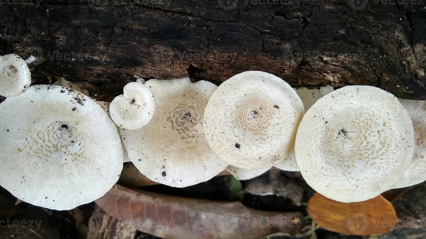Beautiful wild white Lentinus tigrinus mushroom grows on the rotten log in the rainy season. Suitable for science, agriculture, magazine, advertising, poster, etc. photo