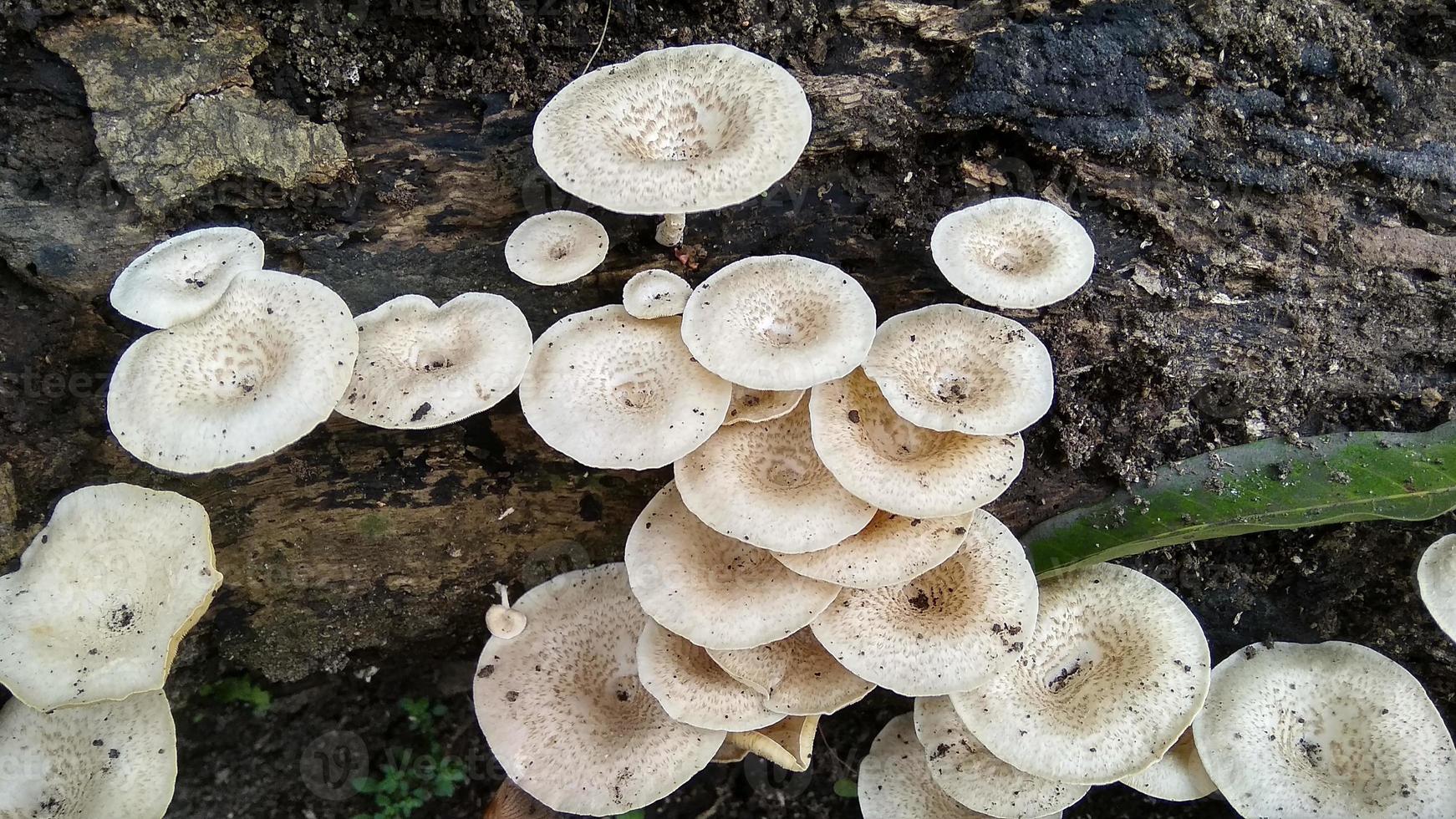Beautiful wild white Lentinus tigrinus mushroom grows on the rotten log in the rainy season. Suitable for science, agriculture, magazine, advertising, poster, etc. photo