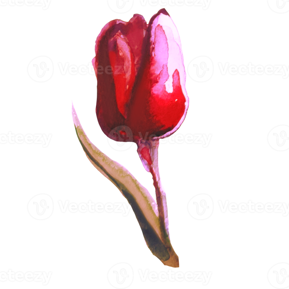 flower tulip watercolor illustration png