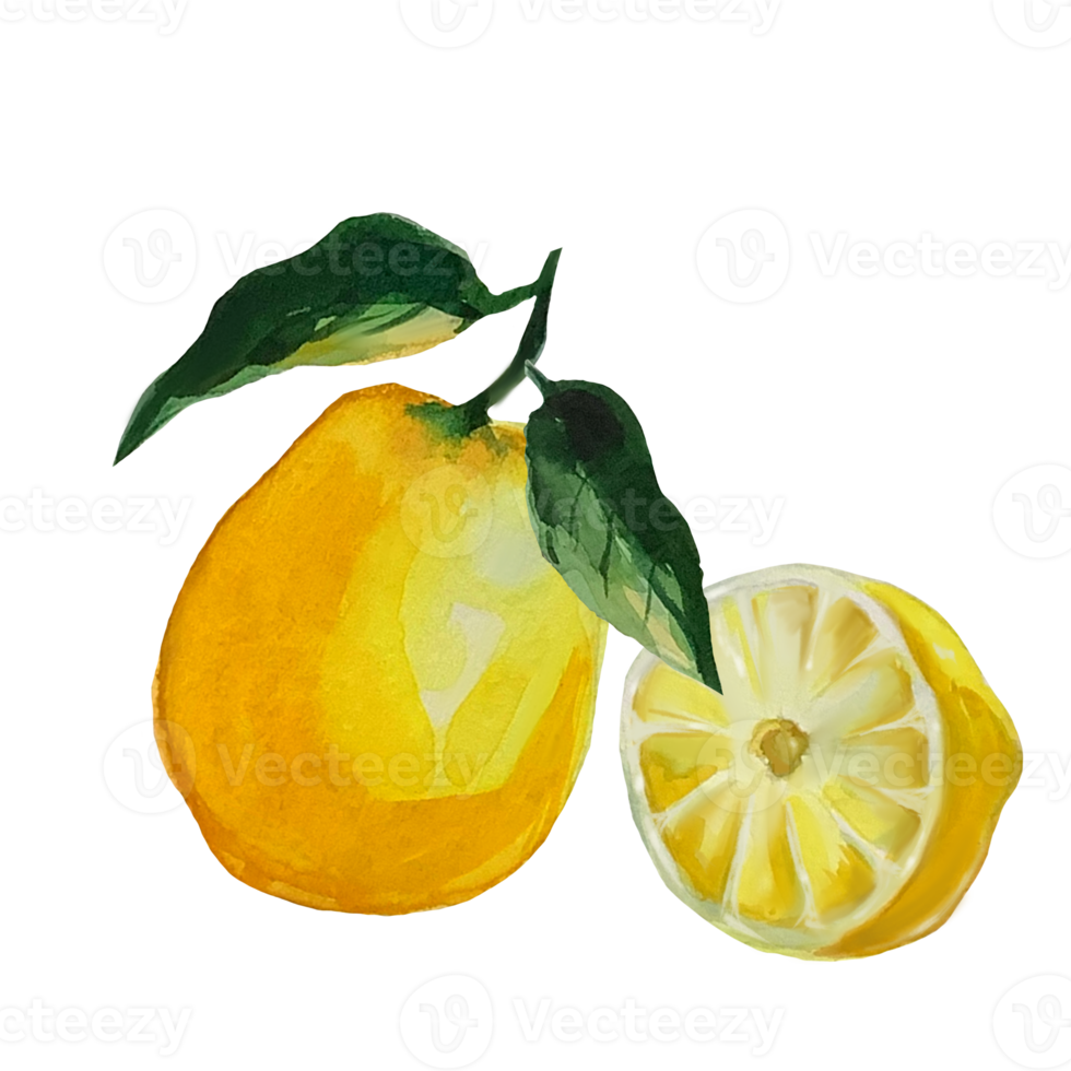 illustrazione ad acquerello di limone png