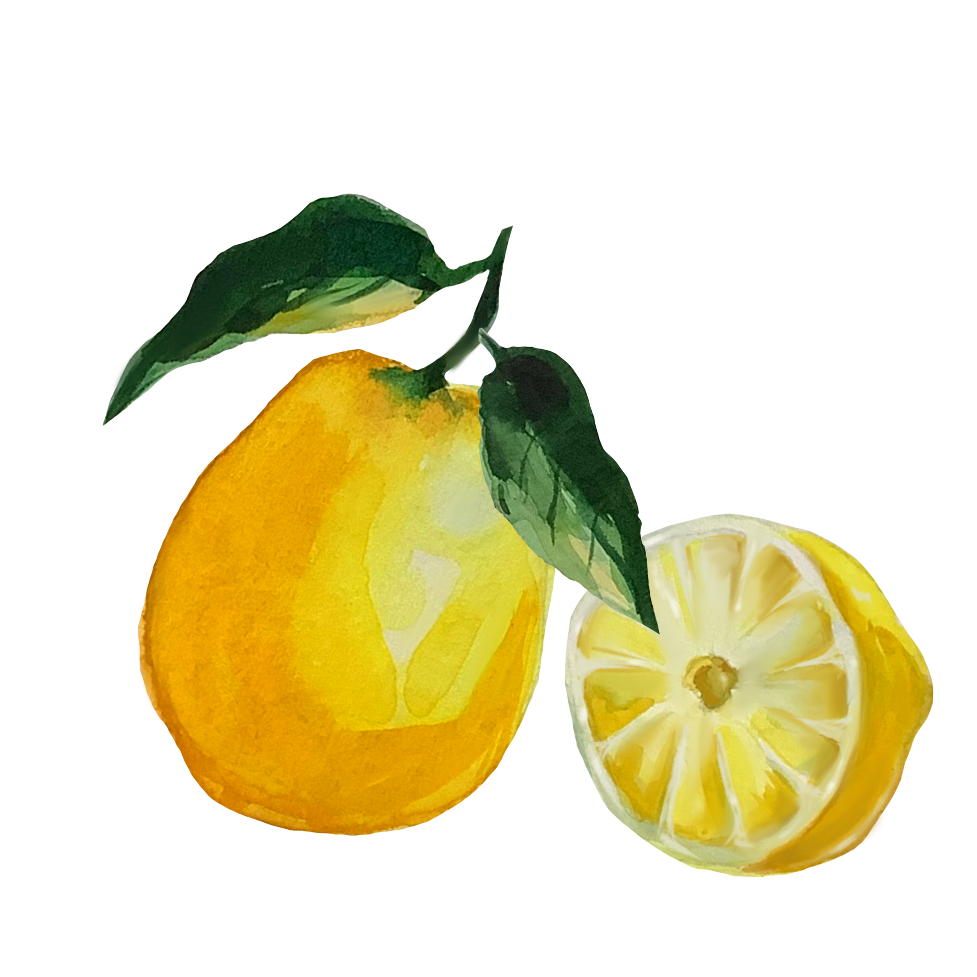 lemon watercolor illustration 9337327 PNG