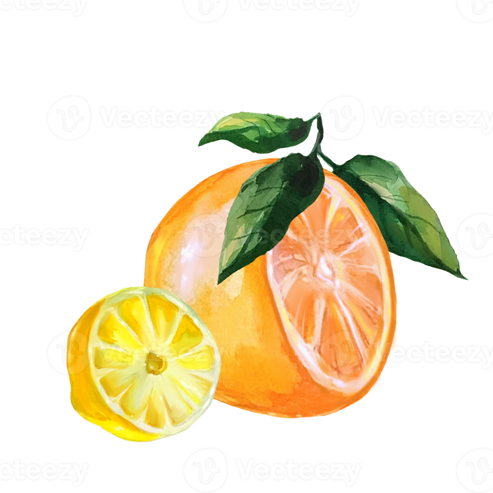 mandarin och citronklyfta akvarellillustration png