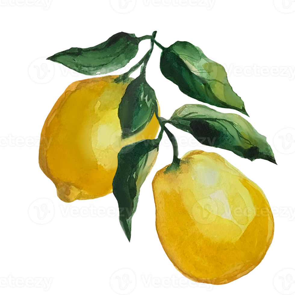 lemon watercolor illustration png