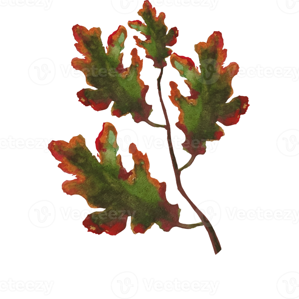 oak leaf dry png