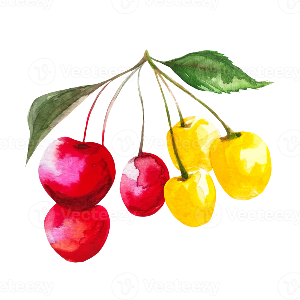 cherry illustration watercolour png